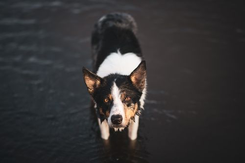 Free A wet Border Collie dog standing in shallow water and staring intently. Stock Photo