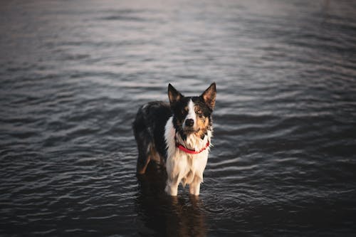 Free A Dog Standing on the Shore Stock Photo