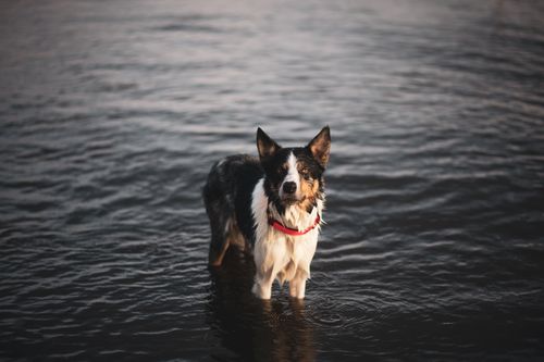 Free A border collie standing in water, showcasing its curious expression. Stock Photo