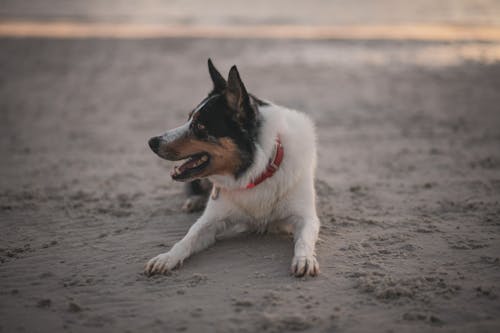 Free A Dog Lying on the Sand Stock Photo