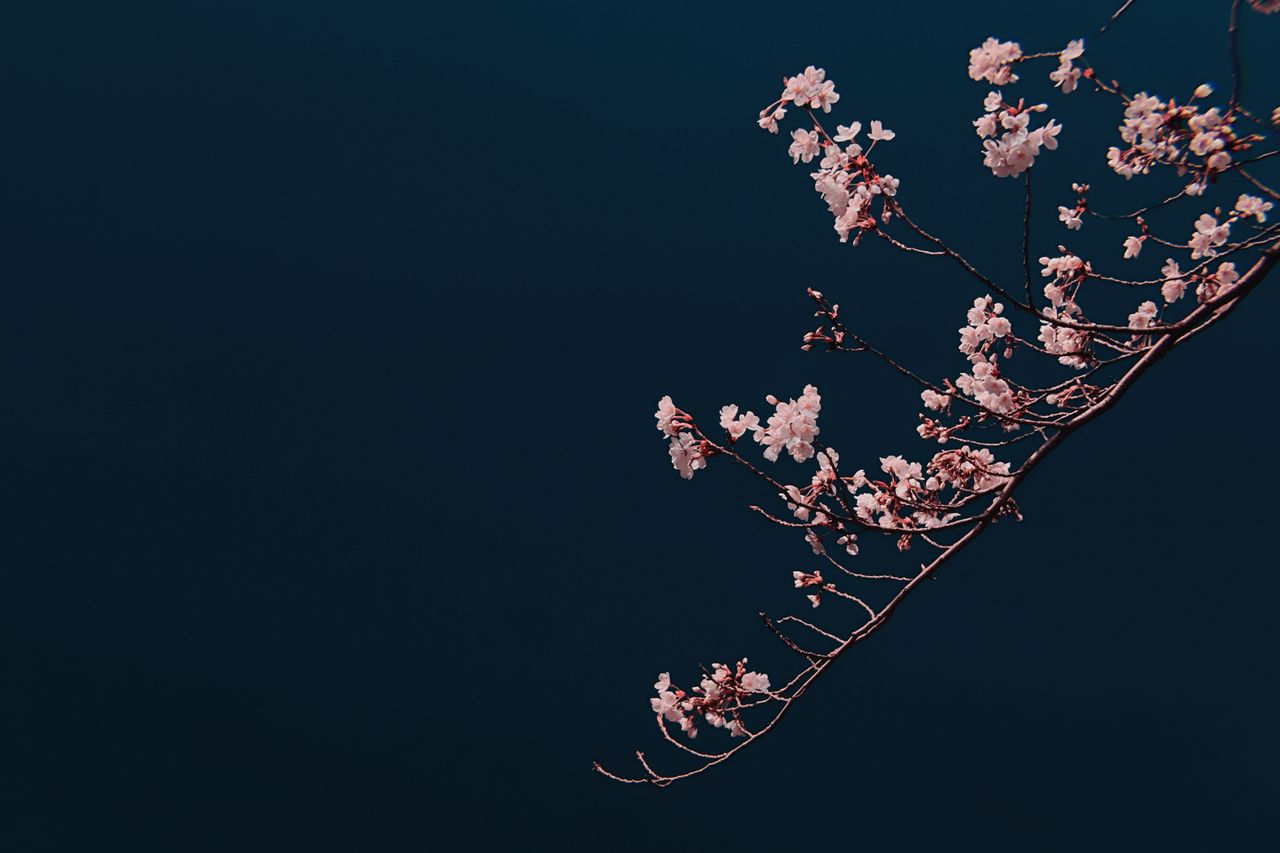 elegant cherry blossom branch with pink flowers against a deep blue ba