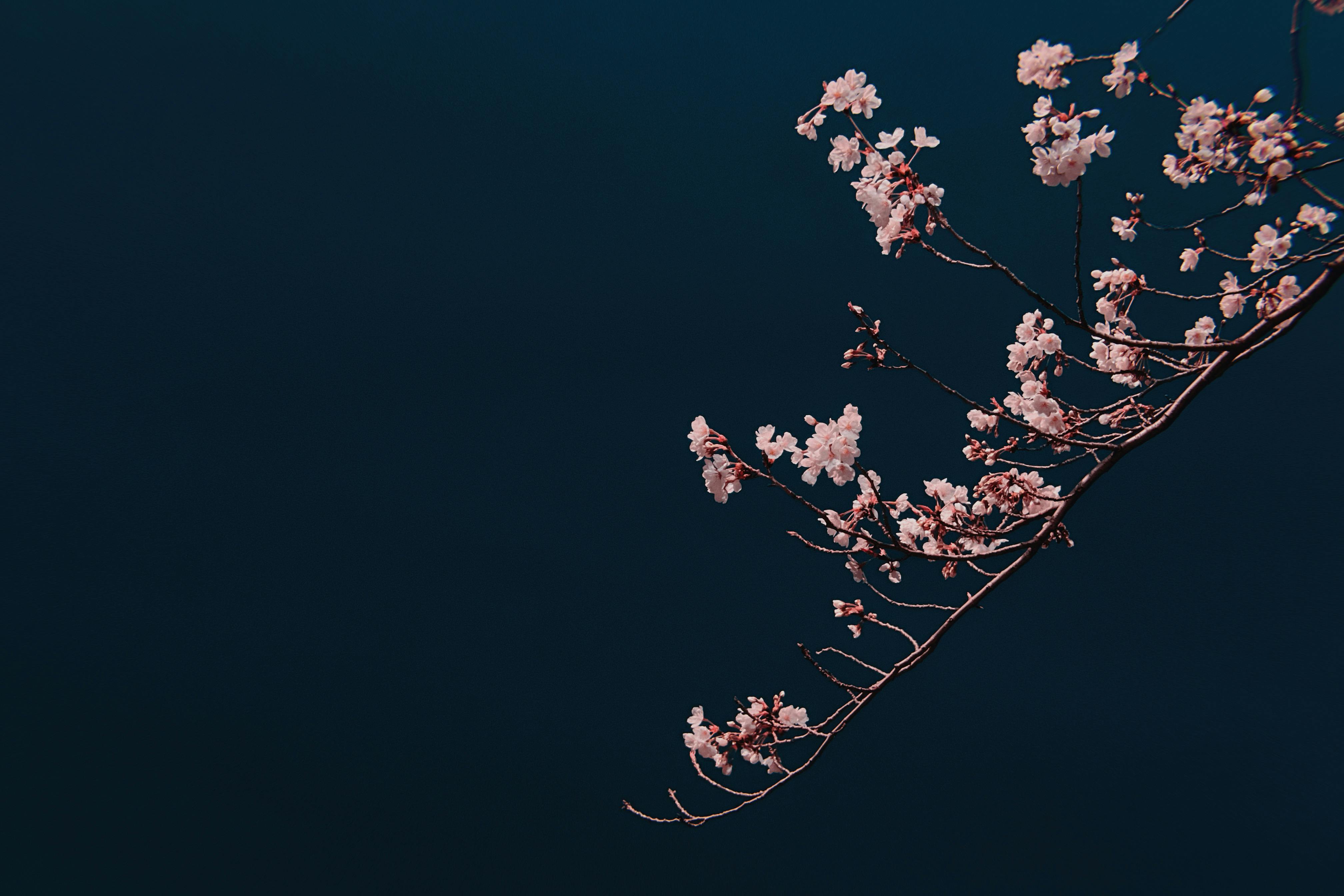 black cherry blossom background