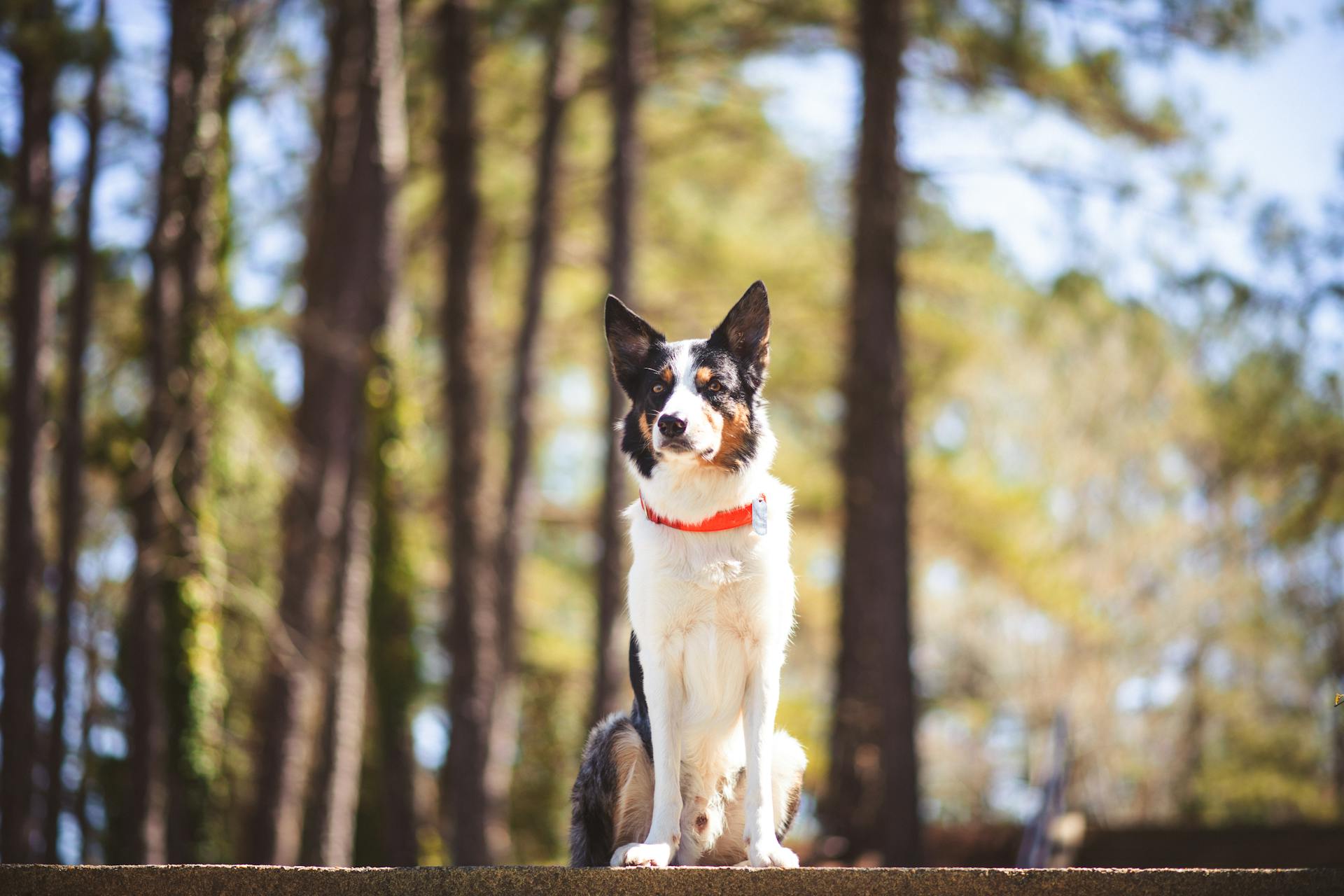 A Border Collie Dog Sitting on the Road