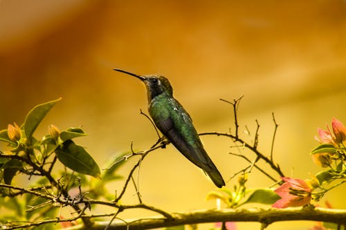 Мелкофокусная фотография зеленой колибри
