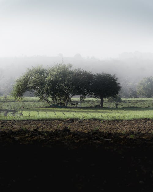 Základová fotografie zdarma na téma farma, hřiště, krajina