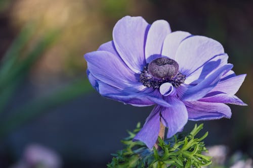 Foto d'estoc gratuïta de anemone, flor morada, florint