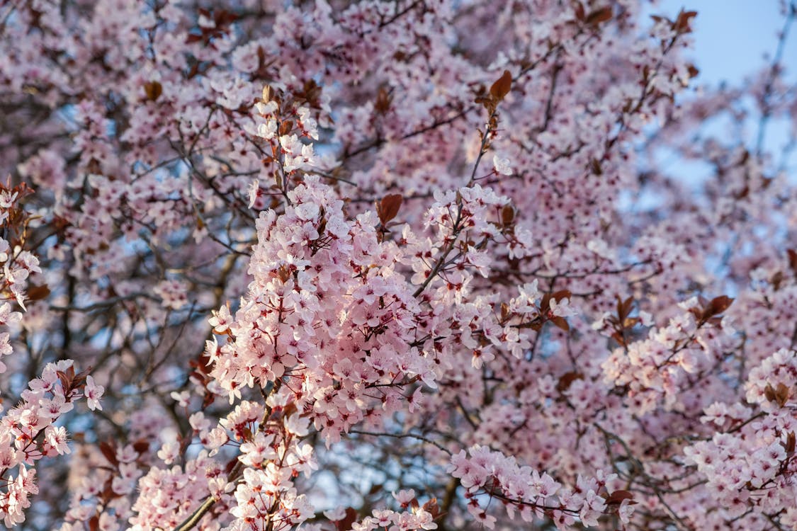 A Pink Cherry Blossom Tree