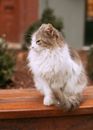 A Cat Sitting on the Table