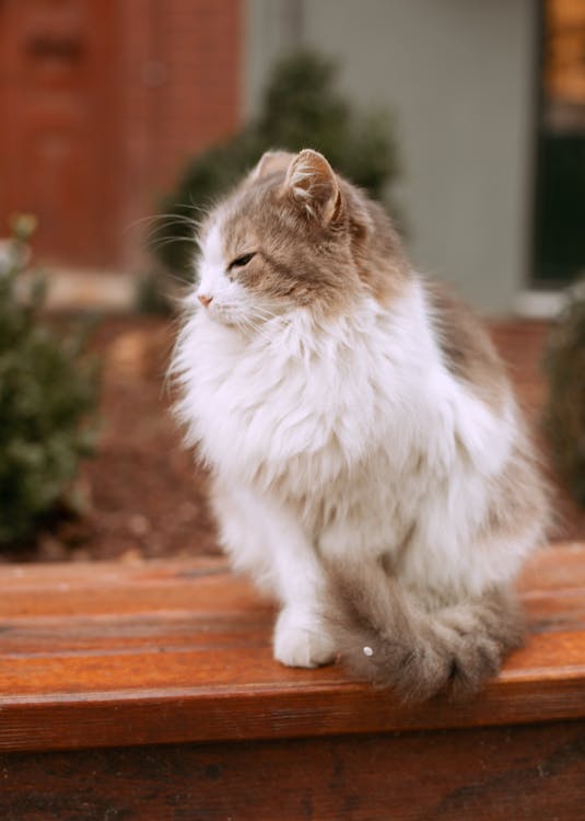 The 10 Most Popular Types of Housecats