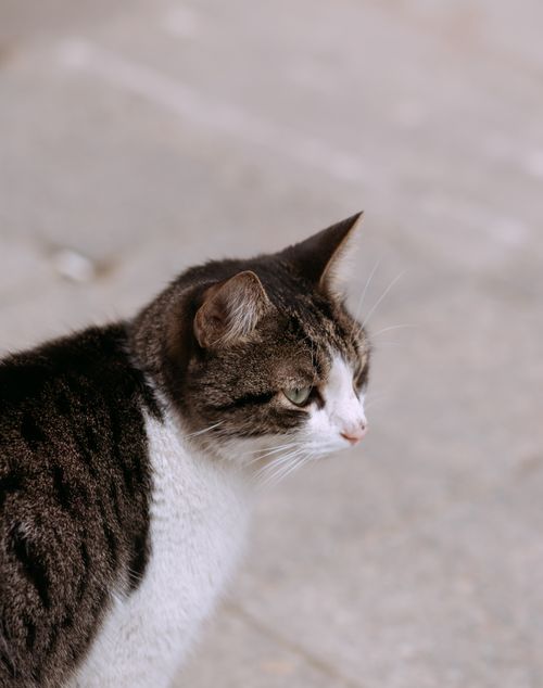 Free A close-up portrait of a cute domestic tabby cat on a pavement in Istanbul, Turkey. Stock Photo