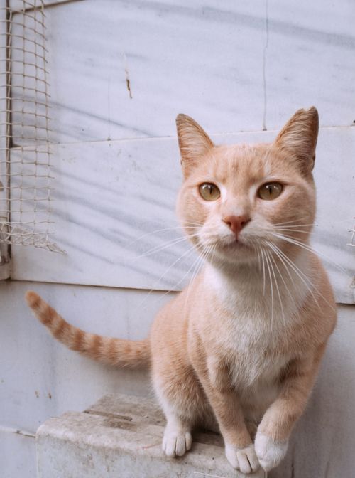 Free Charming close-up of a domestic cat in Istanbul with a natural marble backdrop. Stock Photo