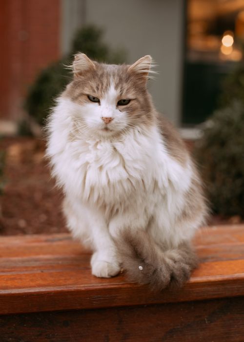 Free A fluffy Ragamuffin cat sits gracefully on a wooden bench in Istanbul, showcasing its beauty. Stock Photo
