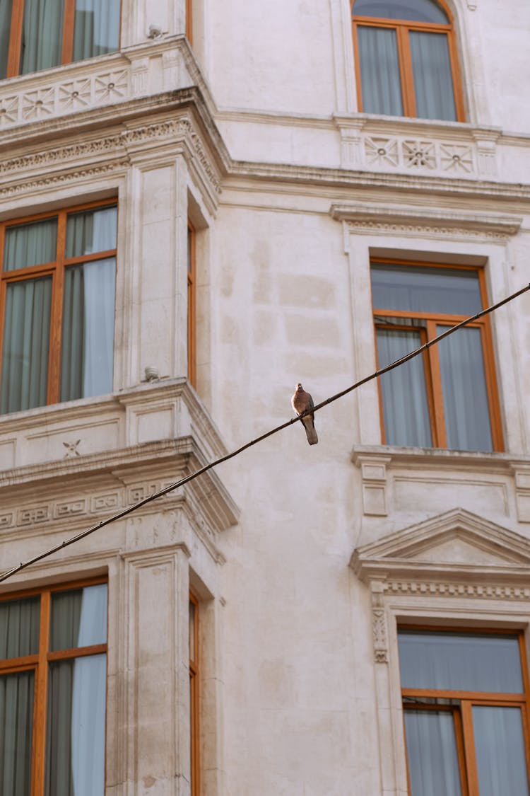 A Bird Perched On The Cable Wire