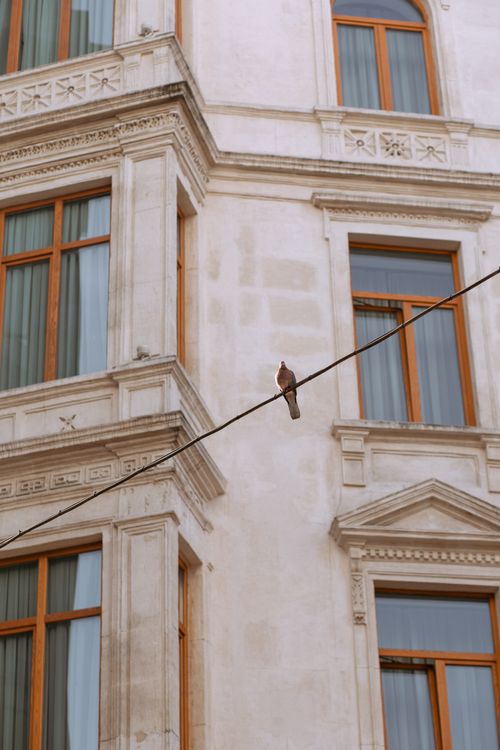 Free A bird sits on a wire against a historic building facade in Istanbul, Turkey. Stock Photo