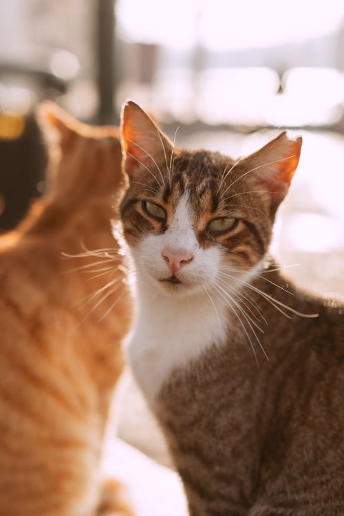 Free Close-up of two cats basking in the warm Istanbul sunlight. Stock Photo