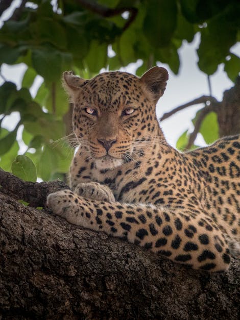 Free stock photo of africa, leopard, zambia