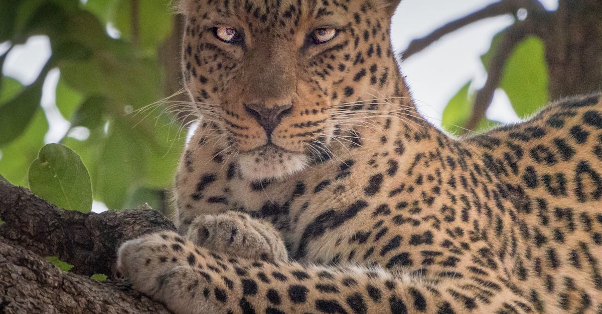 Free stock photo of africa, leopard, zambia