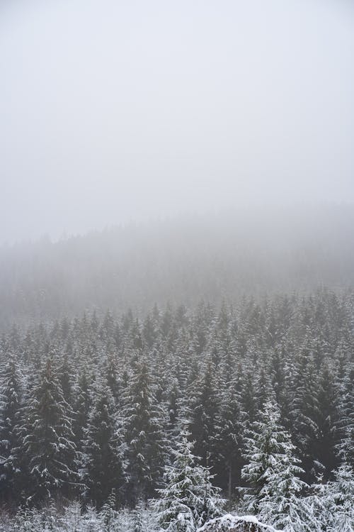 Gratis stockfoto met bomen, jaargetij, kou