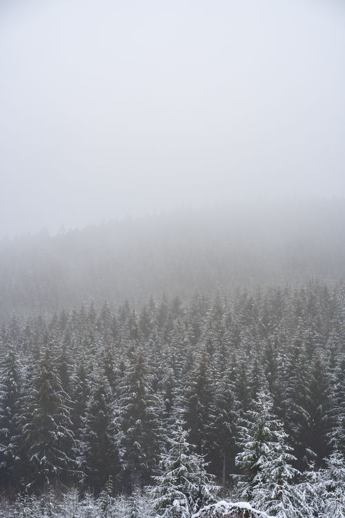 Free A serene winter landscape of a misty, snow-covered forest with evergreen trees. Stock Photo