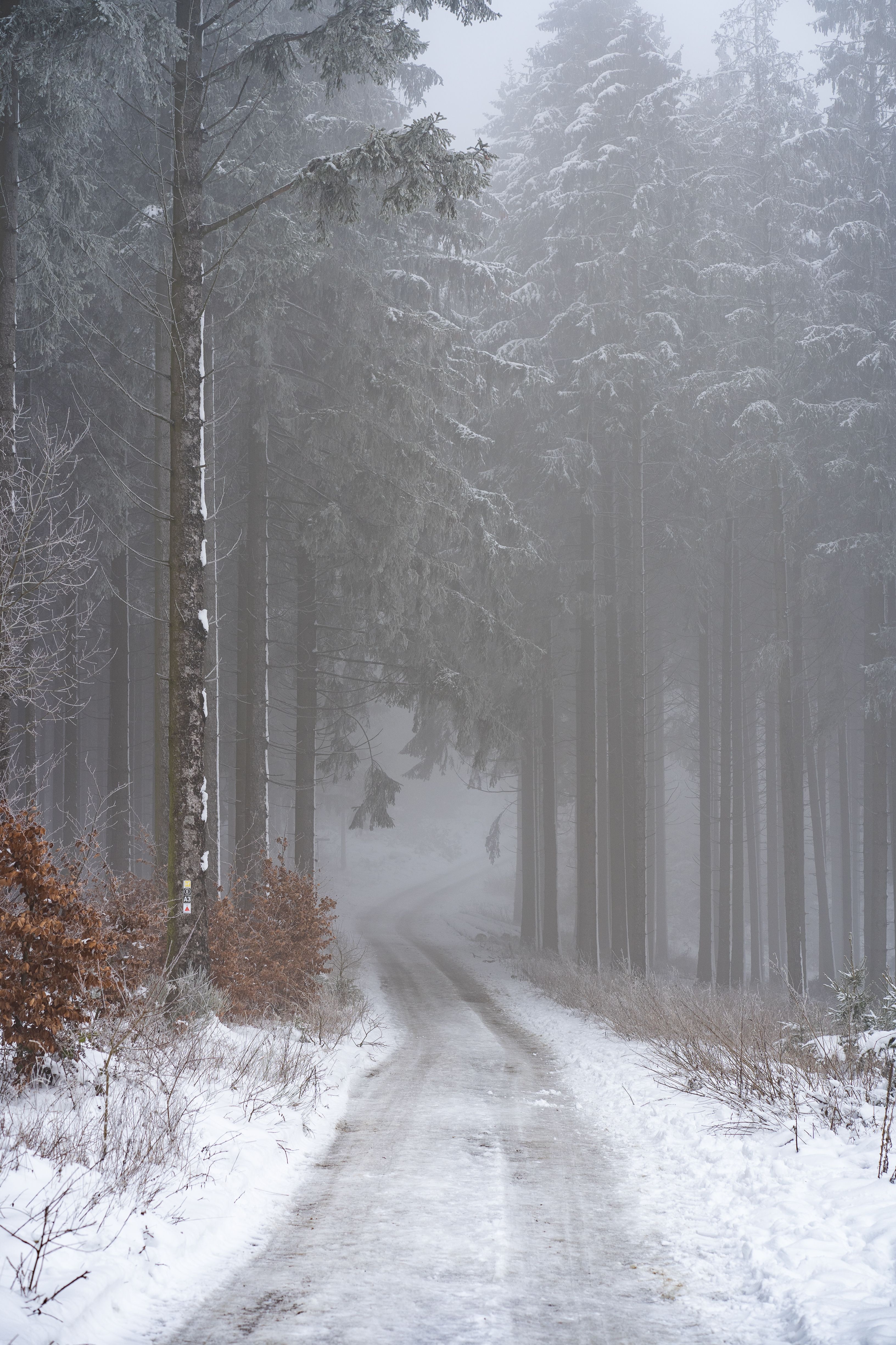 Photo of Road in Between Trees · Free Stock Photo