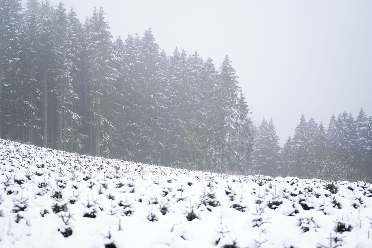 a serene snow covered evergreen forest under a misty sky in winter cap