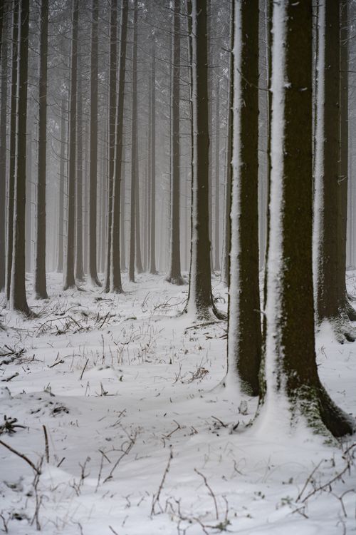 Free Serene winter scene of snow-covered trees in a tranquil forest setting. Stock Photo