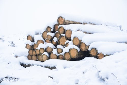 Fotobanka s bezplatnými fotkami na tému drevo, hromada, kláty