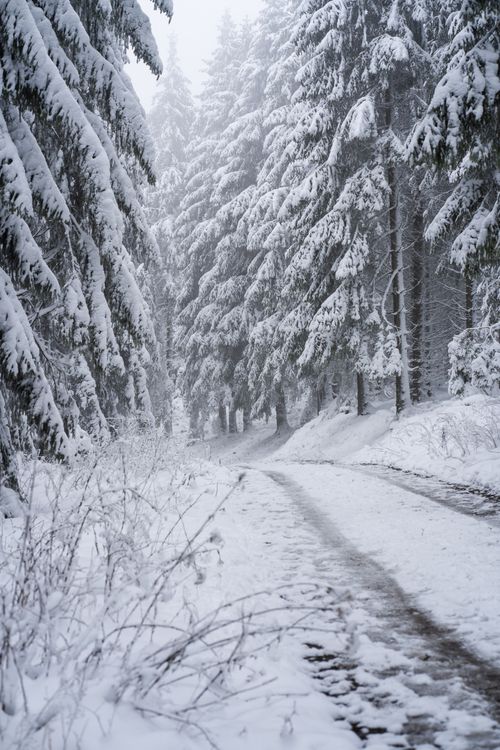 Free Serene winter scene with snow-laden pines along a quiet road. Stock Photo