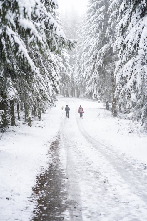 People Walking on Snow Covered Road Between Pine Trees