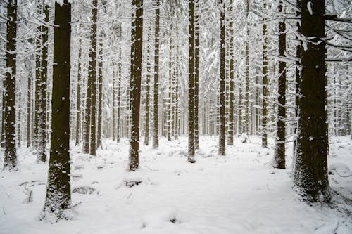 Ảnh lưu trữ miễn phí về cây, chụp ảnh thiên nhiên, đông lạnh