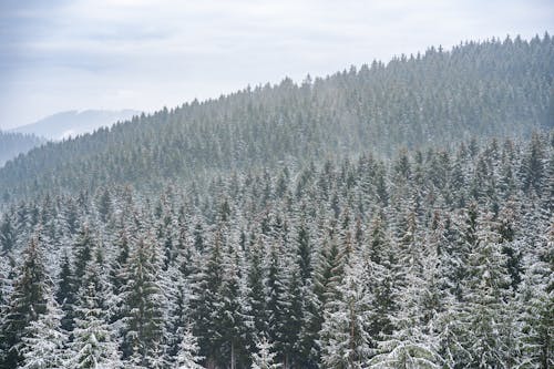 Gratis stockfoto met bevroren, bomen, jaargetij