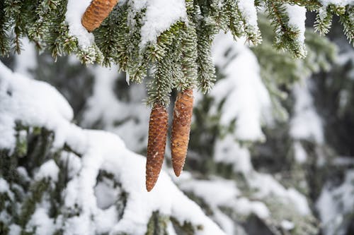 Foto profissional grátis de casquinhas, coberto de neve, conífera
