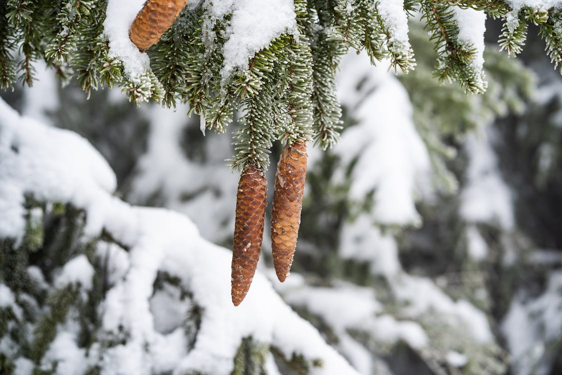 大雪覆盖, 掛, 樹葉 的 免费素材图片