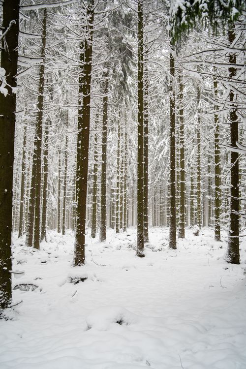 Free A tranquil winter scene of a snow-covered forest in Eslohe, Germany. Stock Photo