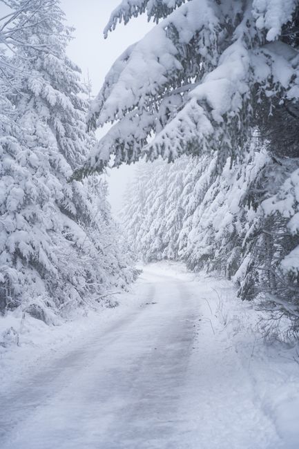 Tranquil winter landscape of a snow-covered forest path surrounded by frosty trees.