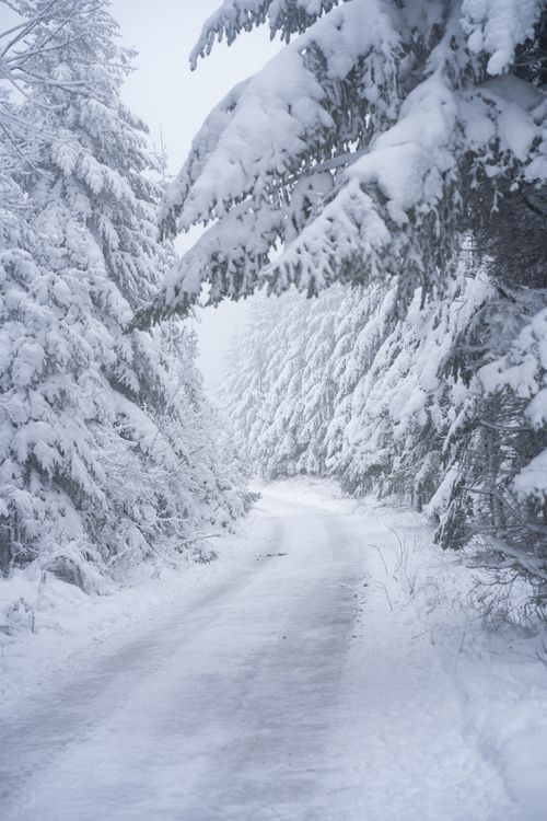 Free Tranquil winter landscape of a snow-covered forest path surrounded by frosty trees. Stock Photo