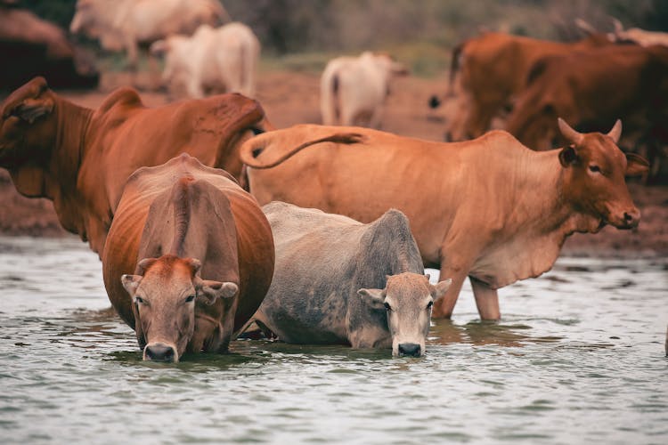 Brown Cows On The Lake