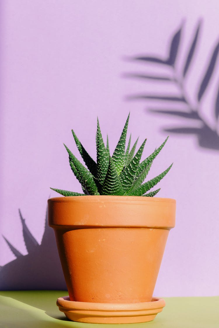 Green Succulent Plant In The Pot