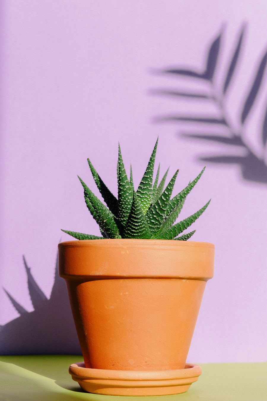 Green succulent in a terracotta pot against a pastel purple backdrop — photo by Ksenia Chernaya on Pexels