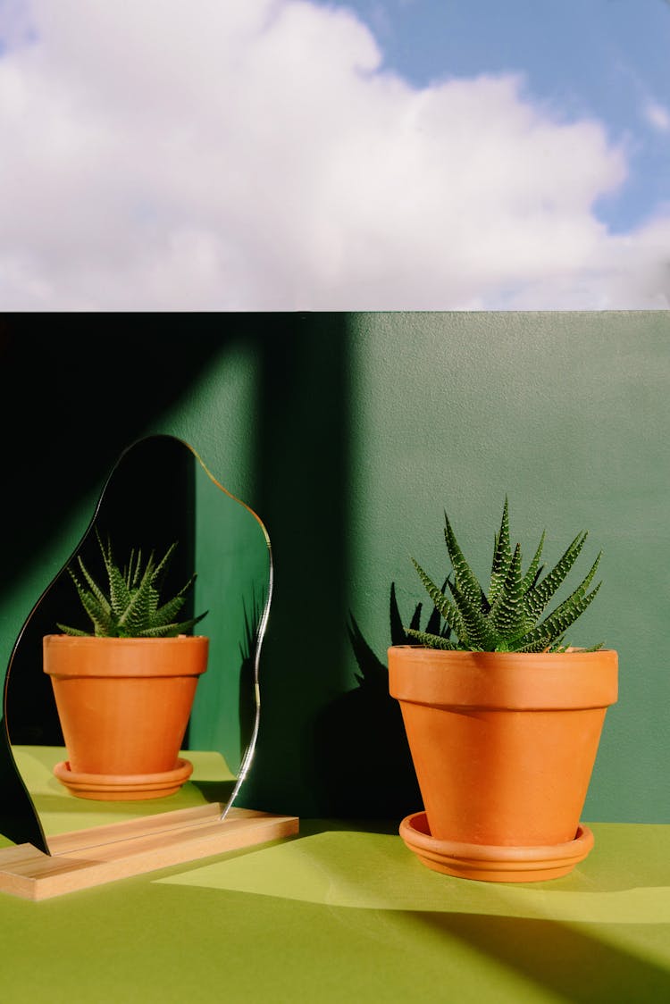 A Zebra Plant In A Brown Pot 