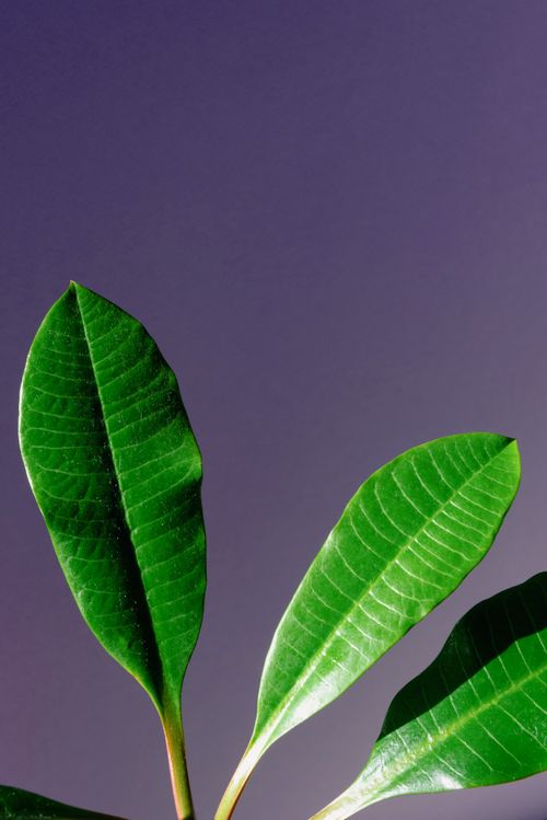Free Three vibrant green leaves on a purple background in a studio setting, showcasing contrast. Stock Photo