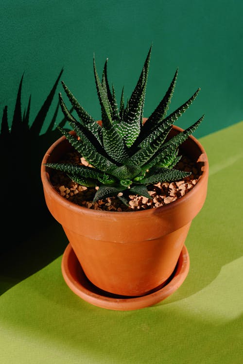 Free Green Plant in the Pot Stock Photo