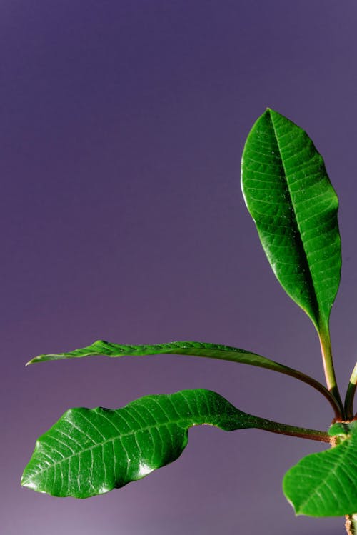 Foto profissional grátis de contradição, folhas verdes, fotografia de plantas