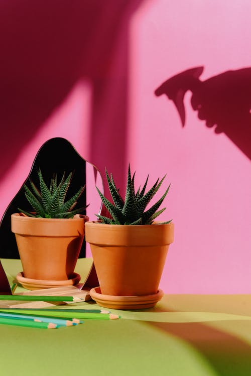Free Colored Pencils Beside a Potted Plant Stock Photo