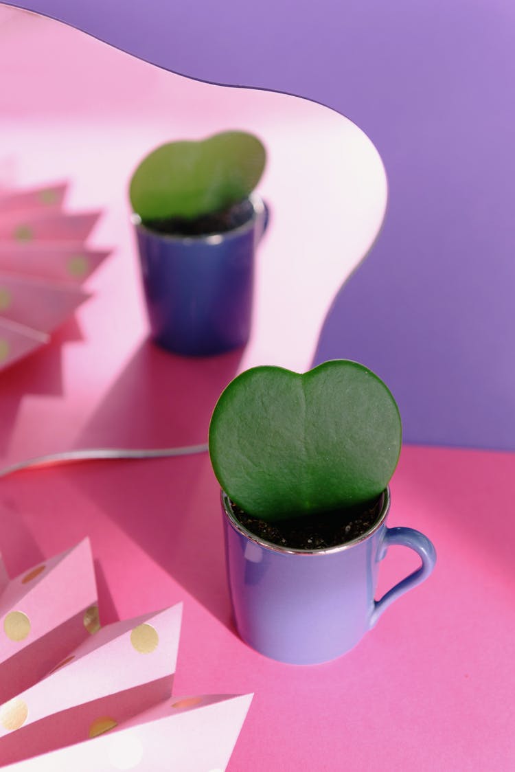 Green Succulent Plant On Purple Mug