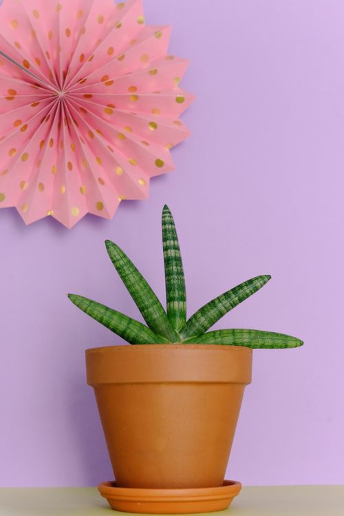 Free A striking succulent in a terracotta pot against a purple background with pink paper art. Stock Photo