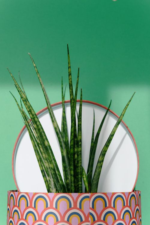 Free Aloe plant in stylish pot with a vivid green backdrop, ideal for interior decor themes. Stock Photo