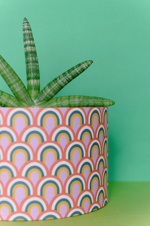 Free Colorful pot with green plant on a pastel green background, minimalistic design. Stock Photo
