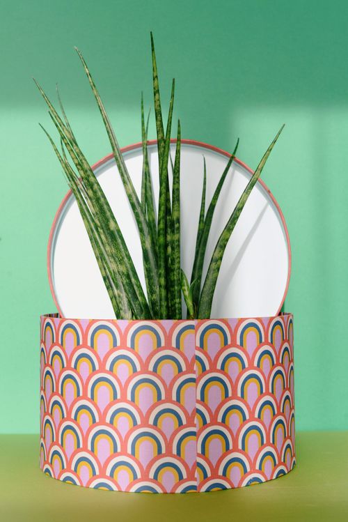 Free A vibrant Sansevieria plant peeks out of a patterned gift box on a green backdrop. Stock Photo
