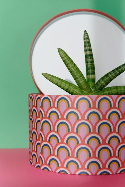 Free A stylish plant in a patterned gift box against a vibrant, colorful background. Stock Photo
